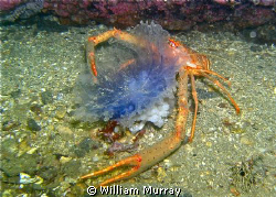 Squat lobster having a jelly supper. This image was taken... by William Murray 